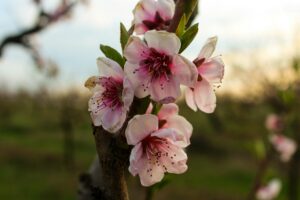 fleur pommier du Japon