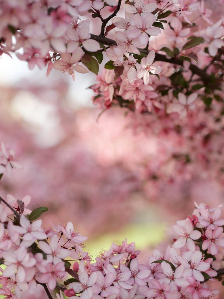 pommier du Japon